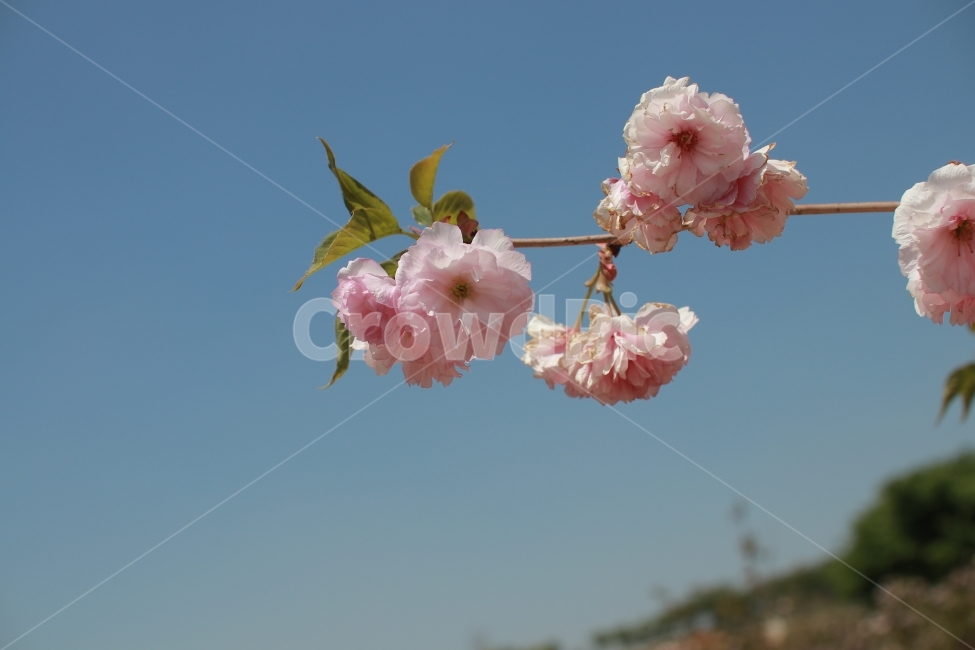꽃,벚꽃,색감,역광,빛,부드러움,flower,들꽃,봄,계절,spring,season,식물,자연,plants,nature,꽃,flower,plant,blossom