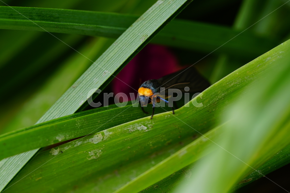 목도리불나방,곤충,벌레,자연,풀,paraonastaudingeri,insect,bug,nature,나방,곤충,벌레,insect,bug