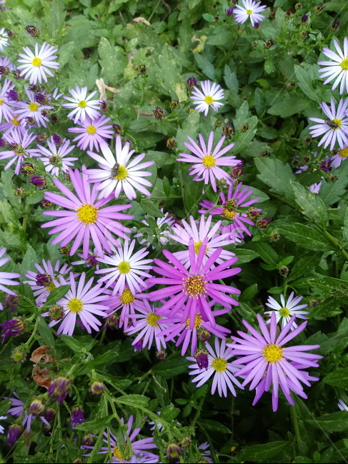 아스타,식물,꽃,flower,plant,(aster,식물,자연,plants,nature,꽃,flower