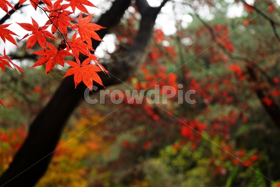 autumn,fall,autumnleaves,가을,단풍,단풍나무,화려함,븕은색,maple,red,season,nature,colorful,느낌,감성,가을풍경,계절,trees,branches,울긋불긋,자연,계절풍경,가을감성,가을느낌,가을배경,풍경,가을,계절,fall,autumn,season,식물,자연,plants,nature,plant,leaf,잎,tree,나무