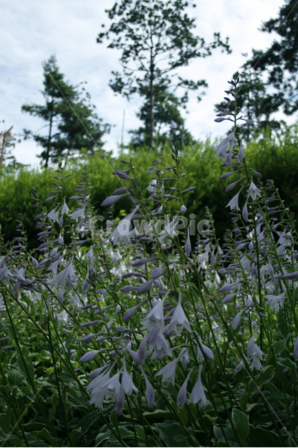 비비추,식물,flower,plants,nature,꽃,꽃봉오리,꽃밭,식물,자연,plants,nature,꽃,flower