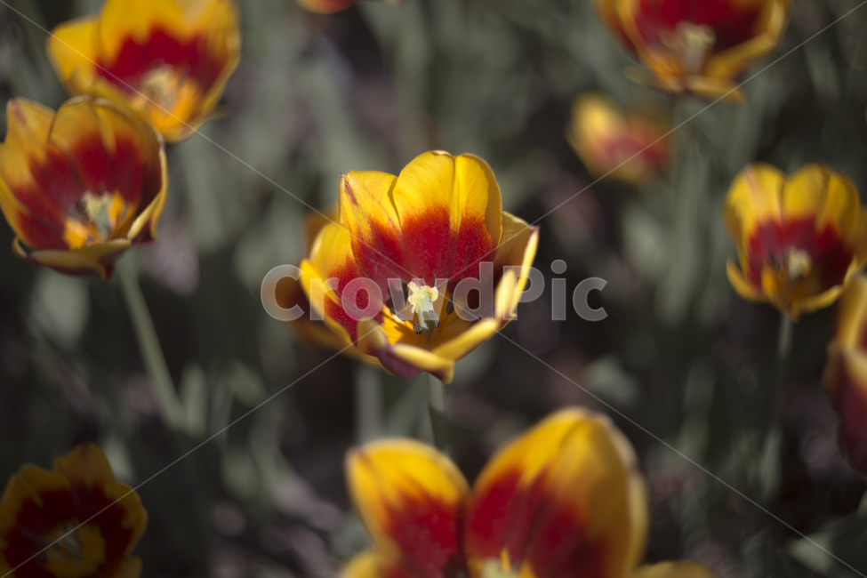 봄,꽃,튤립,꽃잎,분위기,감성,푸름,잎,봄,계절,spring,season,식물,자연,plants,nature,꽃,flower,plant,blossom