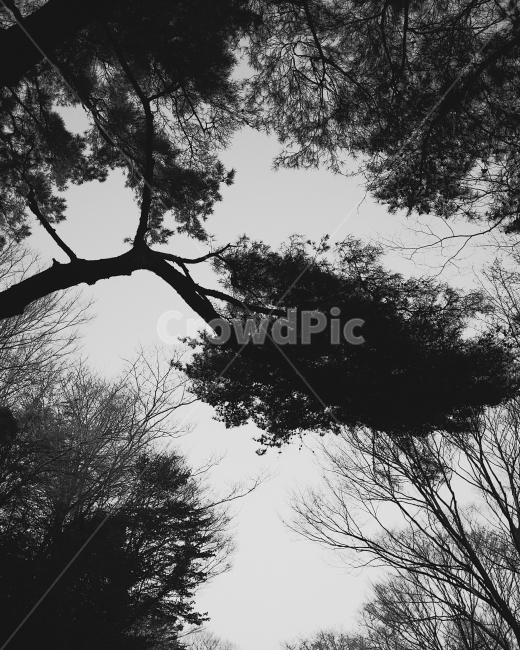 나무,하늘,흑백,겨울,tree,sky,mono,winter,숲,scenery,식물,자연,plants,nature,나무,trees,wood,흑백,모노톤,monochrome,black and white