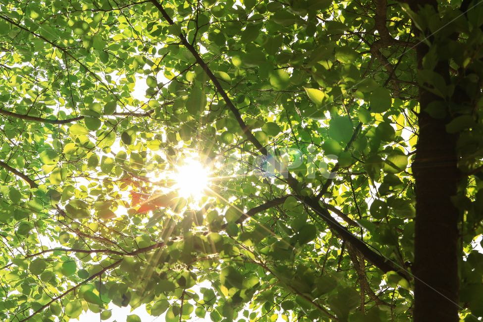 자연,나무,빛,녹색,태양,light,tree,natural,green,식물,자연,plants,nature,나무,trees,wood,휴식,힐링,rest,relaxation,healing