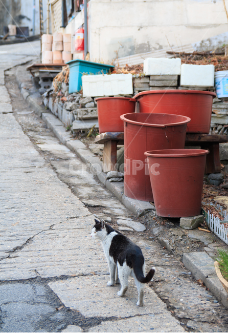 고양이,길고양이,검은고양이,길냥이,도둑고양이,동물,산동네,달동네,빈민가,떠도는,방황하는,경계하는,고무대야,고무다라,더러운,연탄,골목길,동물,animal,포유류,mammal,고양이,cat,kitten,kitty