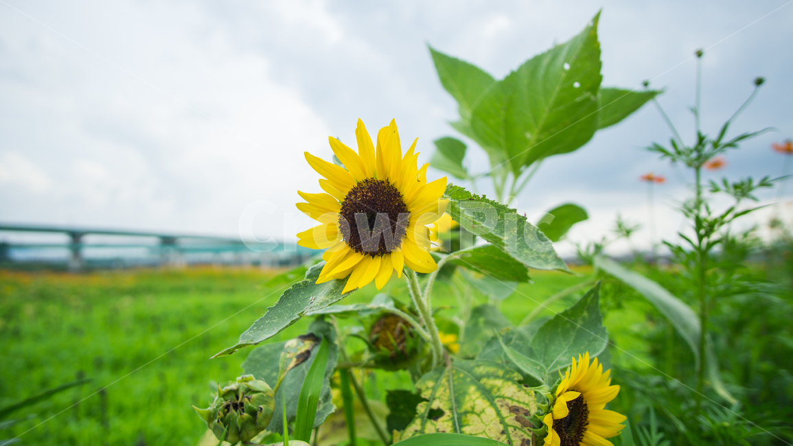 해바라기,흐린날,꽃,들판,풍경,갑천,대전해바라기,식물,Flower