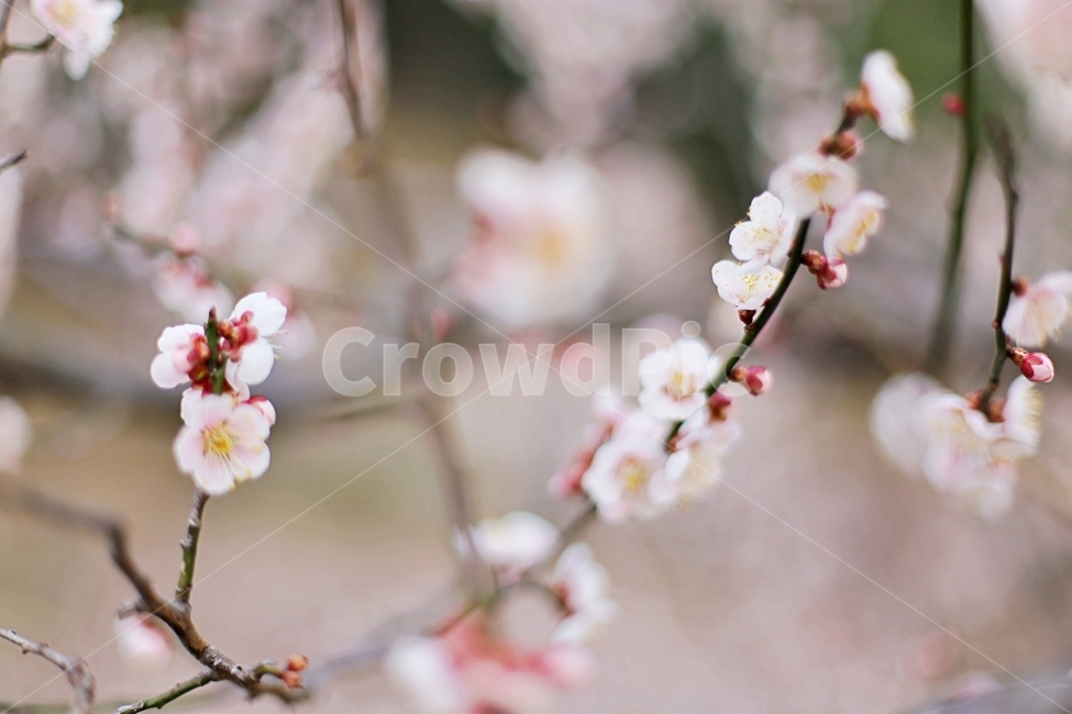 하동,hadong,매화,매화축제,매화꽃,꽃,flower,봄,계절,spring,season,식물,자연,plants,nature,꽃,flower,plant,blossom,cherry blossom,벚꽃