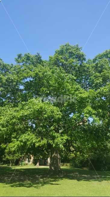 나무,큰나무,외국나무,오크트리,멋진나무,자연,풍경,nature,landscape,tree,plant,식물,tree trunk,나무 줄기