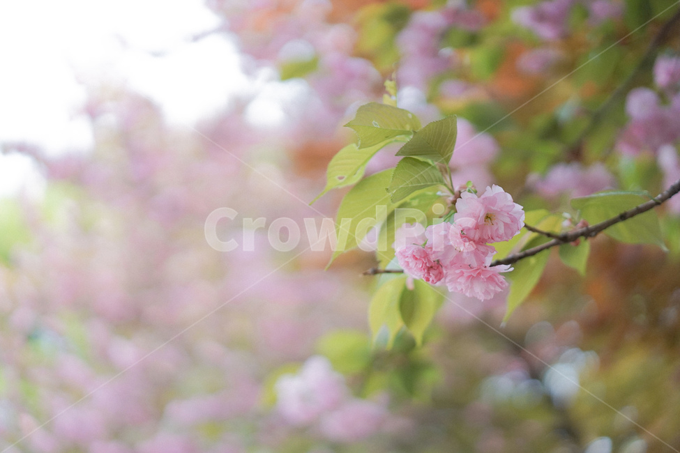 겹벚꽃,벚꽃,사쿠라,봄꽃,분홍꽃,spring,봄,계절,spring,season,식물,자연,plants,nature,꽃,flower,plant,blossom
