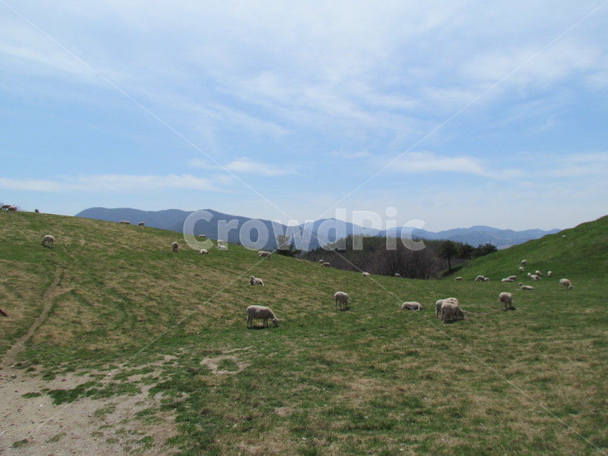 field,들,nature,자연,outdoors,farm,목초지,grassland,옥외,농장,rural,countryside,pasture,목장,animal,cattle,소,cow,동물,mammal,포유류,동물,animal,포유류,mammal