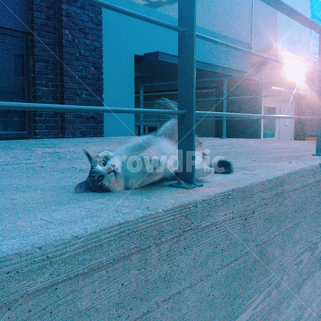 고양이,반려묘,길고양이,엎드려,길냥이