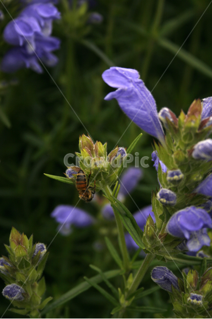 용머리,벌,식물,flower,plants,nature,꽃,꽃봉오리,꽃밭,식물,자연,plants,nature,꽃,flower,동물,animal,곤충,벌레,insect,bug