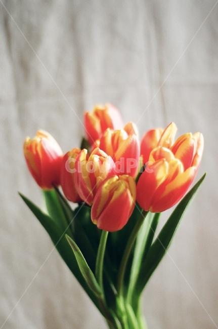 plant,식물,flower,꽃,blossom,튤립,겹튤립,식물,자연,plants,nature,꽃,flower