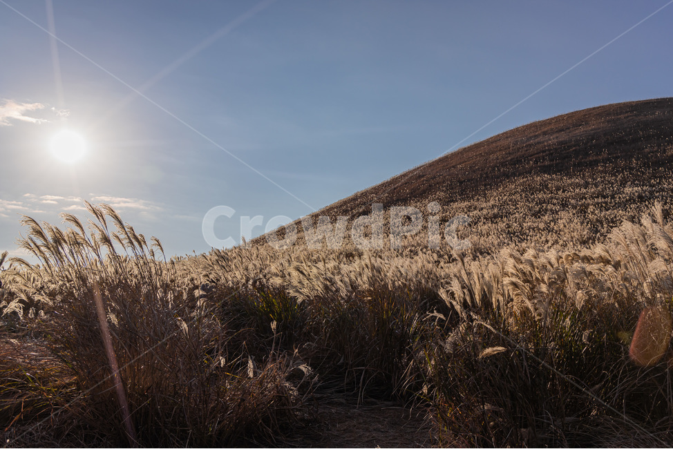 제주,제주도,새별오름,오름,노을,억새,하늘,구름,plant,식물,grass,lawn,잔디,자연,풍경,nature,landscape,한국자연풍경,한국자연경관,korea nature landscape,제주도,jeju,jeju island