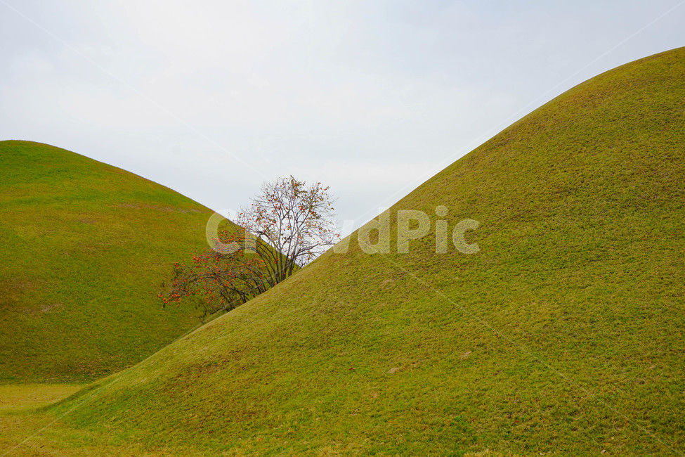 경주,왕릉,가을,문화재,신라,역사,무덤,자연,풍경,nature,landscape,outdoors,옥외,grassland,목초지,field,들