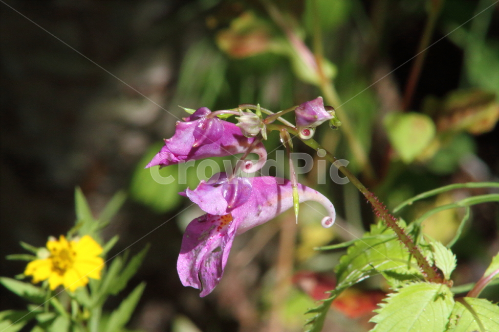 물봉선화,봉선화과,꽃,야생화,snapweed,식물,자연,plants,nature,꽃,flower