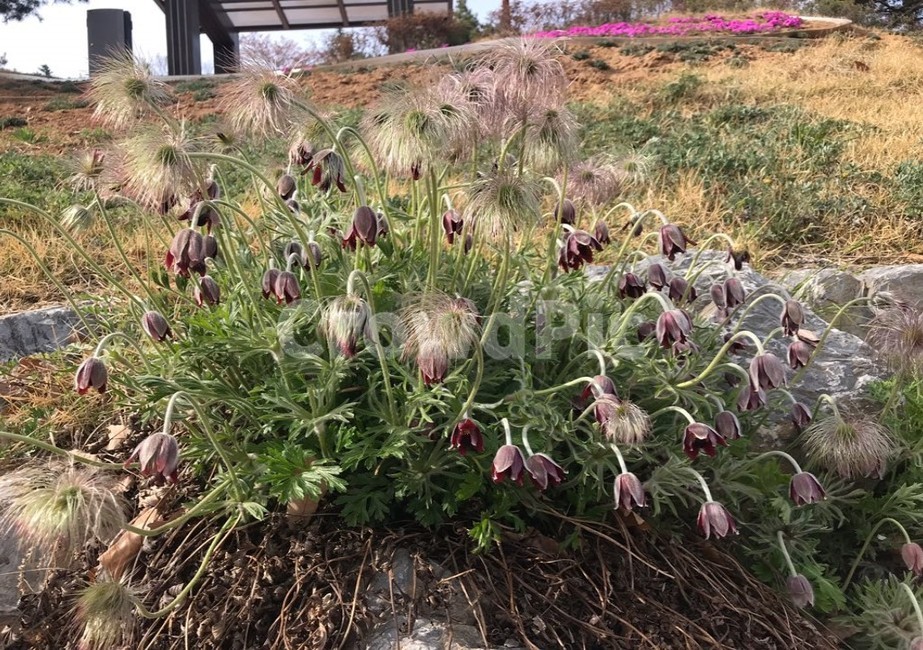야생화,할미꽃,꽃,고품,자연,할머니,식물,자연,plants,nature,꽃,flower