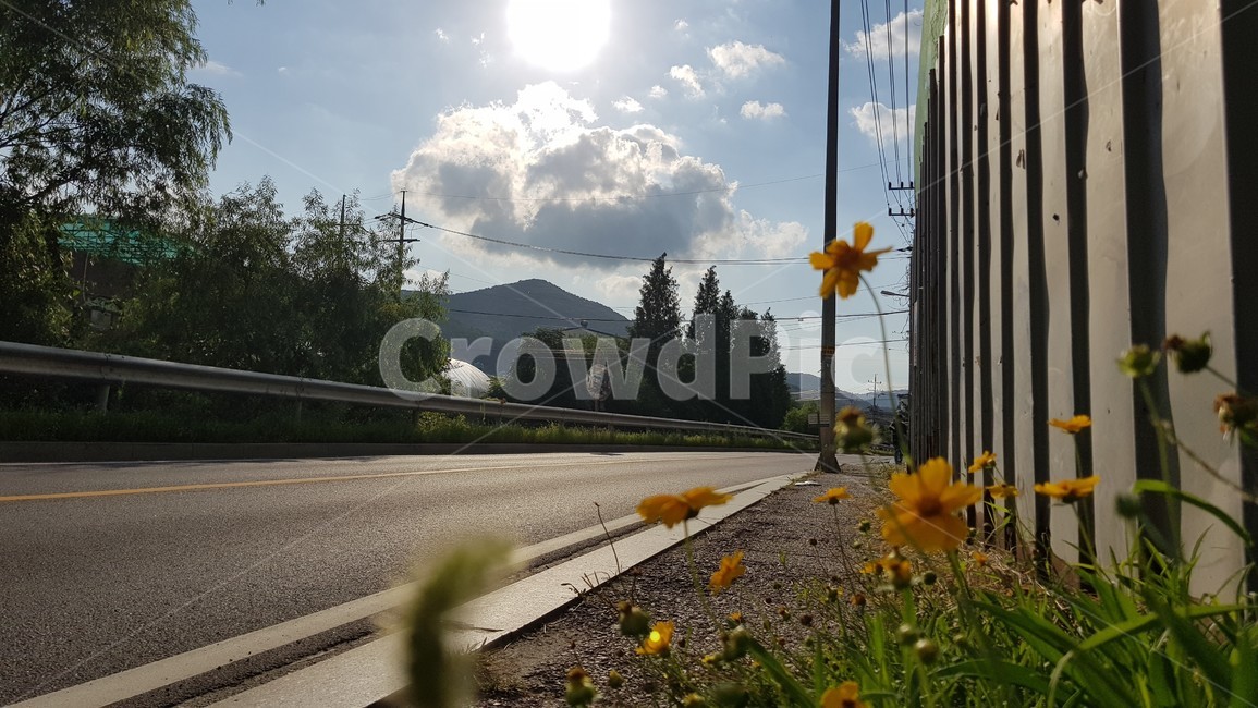 꽃,pollen,화분,클로즈업,nature,flower,plants,거리,길,거리뷰,road,도로,tree,나무,자연,풍경,우리동네,산책,날씨,하늘,sky,감성,플레어,light,빛,flare,plant,식물