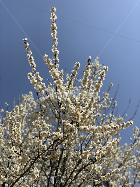 chineseplum,cherryblossom,plant,식물,blossom,spring,봄