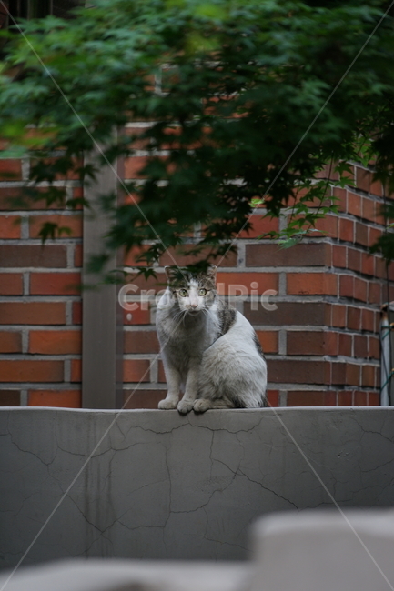벽돌,animal,brick,동물,pet,cat,고양이,mammal,포유류,길냥이,동물,animal,포유류,mammal,고양이,cat,kitten,kitty