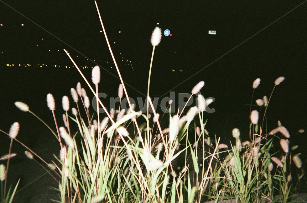 plant,식물,grass,잔디,야경,산책,플래시,고속도로,필름,film,무드,mood,감성,발견,강아지풀,색감,emotion,sensible,feeling,healing,landscape,감성사진