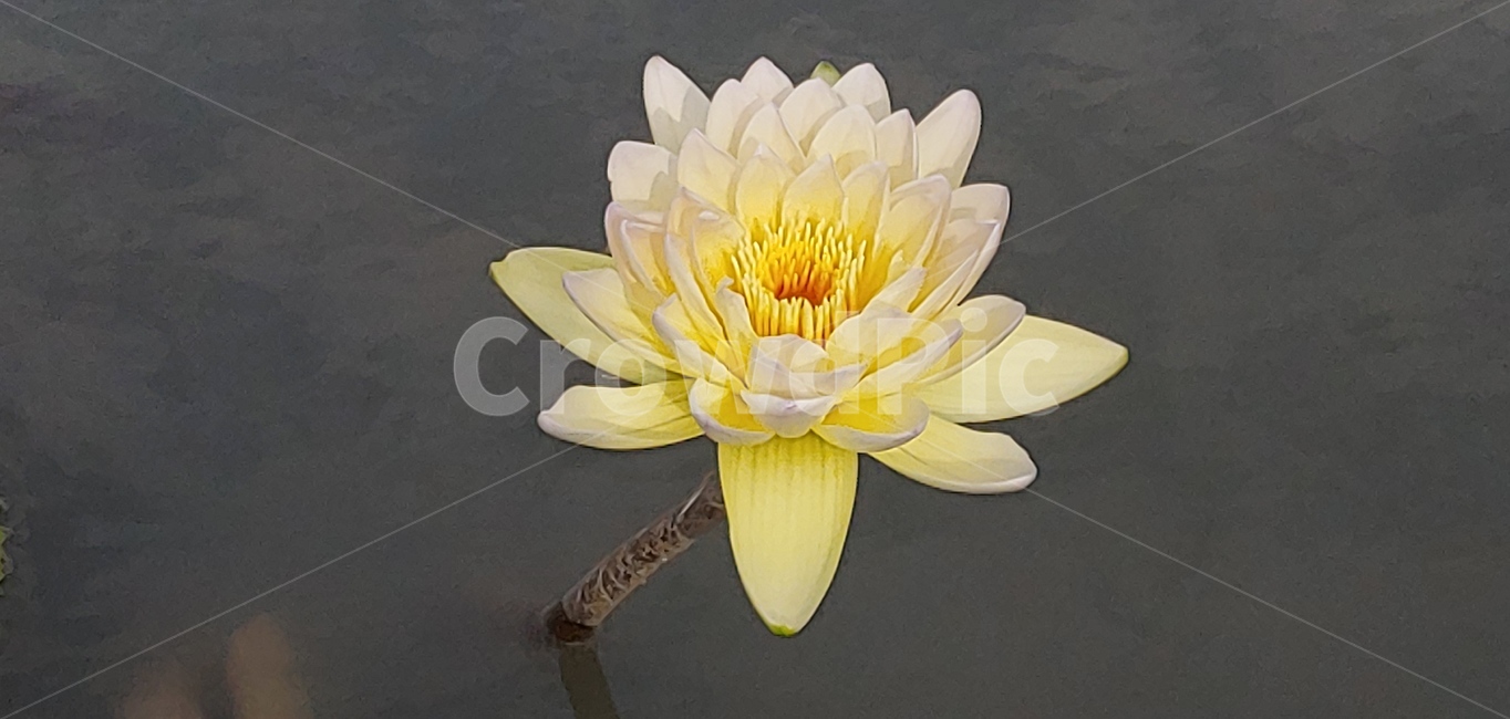 노란색,꽃,꽃잎,연꽃,수련,한송이,계절,자연,저수지,식물,자연,plants,nature,꽃,flower