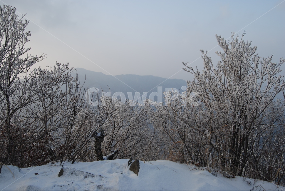 금학산,겨울,공원,자연,휴양림,겨울,계절,winter,season,자연,풍경,nature,landscape,한국자연풍경,한국자연경관,korea nature landscape,outdoors,옥외,ice,빙,plant,식물,tree,나무,abies,아비,fir,전나무