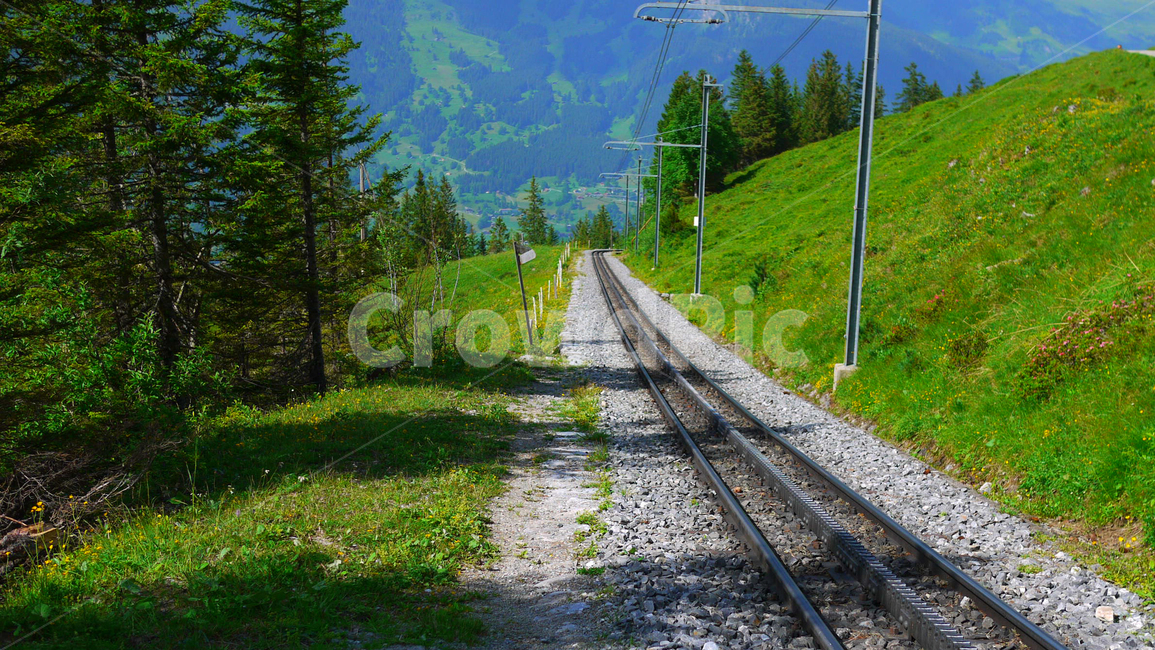 기차,기찻길,철도,나무,train,rail,숲