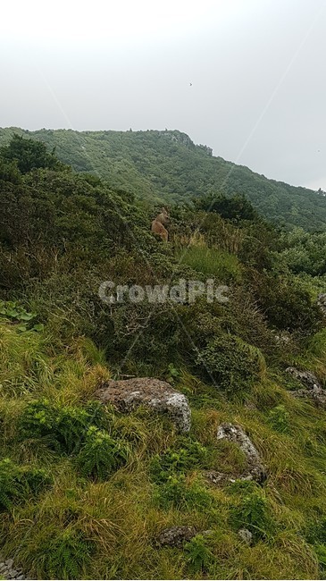 자연,나무,제주도,한라산,영실,풍경,숲,돌,자갈,바위,야외,들판,언덕,시야,view,hill,sky,협곡,능선,날씨,하늘,구름,등산,산책,다리,길,도로,식물,공간,자연풍경,정상,초록,잔디,green,흙,안개,자연,풍경,nature,landscape,outdoors,옥외