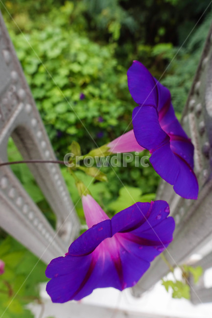 꽃,낙엽,가을,난간,나팔꽃,보라색,식물,자연,plants,nature,꽃,flower