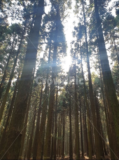 나무,숲속,햇빛,우림,따뜻함,자연,풍경,nature,landscape,light,빛,flare,플레어,sunlight