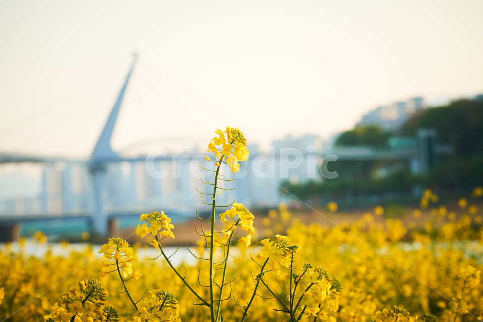 유채꽃,양산,봄,노랑,풍경,봄풍경,유채,카놀라,감성,인스타,식물,자연,plants,nature,꽃,flower