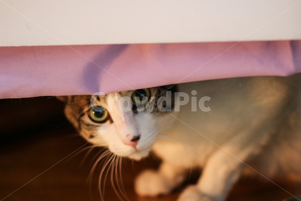 고양이,동물,cat,animal,반려묘,야옹이,포유류,애완동물,pet,반려동물,유기묘,길냥이,kitten,아기고양이,코숏,코리안숏헤어,캣대디,캣맘,햇살,아침,morning,sunshine,휴식,힐링,res,trelaxation,healing,mammal,kitty,동물,animal,포유류,mammal,고양이,cat,kitten,kitty