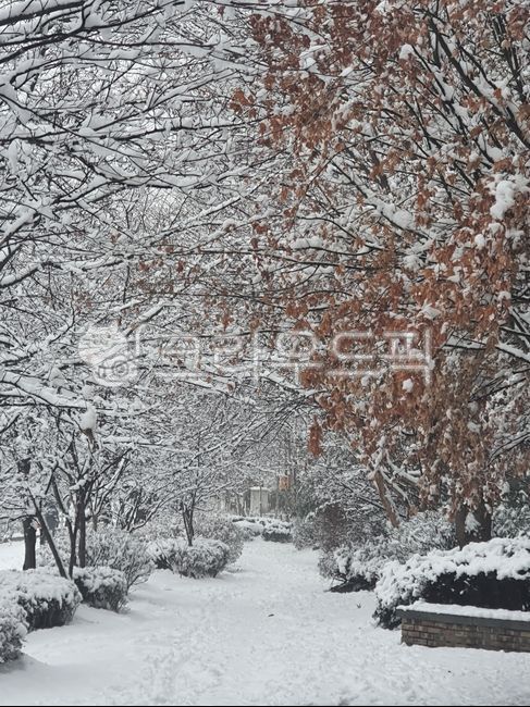 snowy winter,snow,snow tree,winter,winter tree