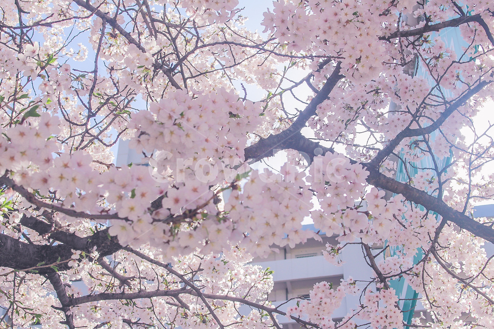 벚꽃,봄,벚꽃축제,꽃,cherryblossom,cherryblossoms,꽃축제,꽃나무,왕벚꽃,풍경,자연,봄,계절,spring,season,plant,식물,flower,blossom,cherry blossom
