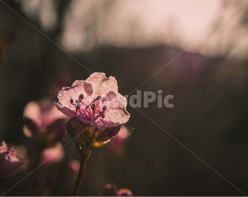 꽃,봄,flower,진달래,plant