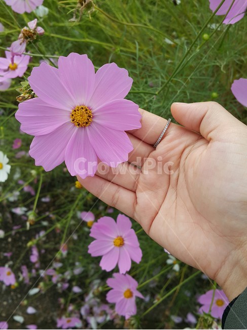 꽃,코스모스,식물,flower,야외,분홍,풀,nature,초록,흰,흰꽃,분홍꽃,손,자연,가을,계절,fall,autumn,season,꽃,flower,사람,인물,인간,human,person,신체일부,몸,body,plant