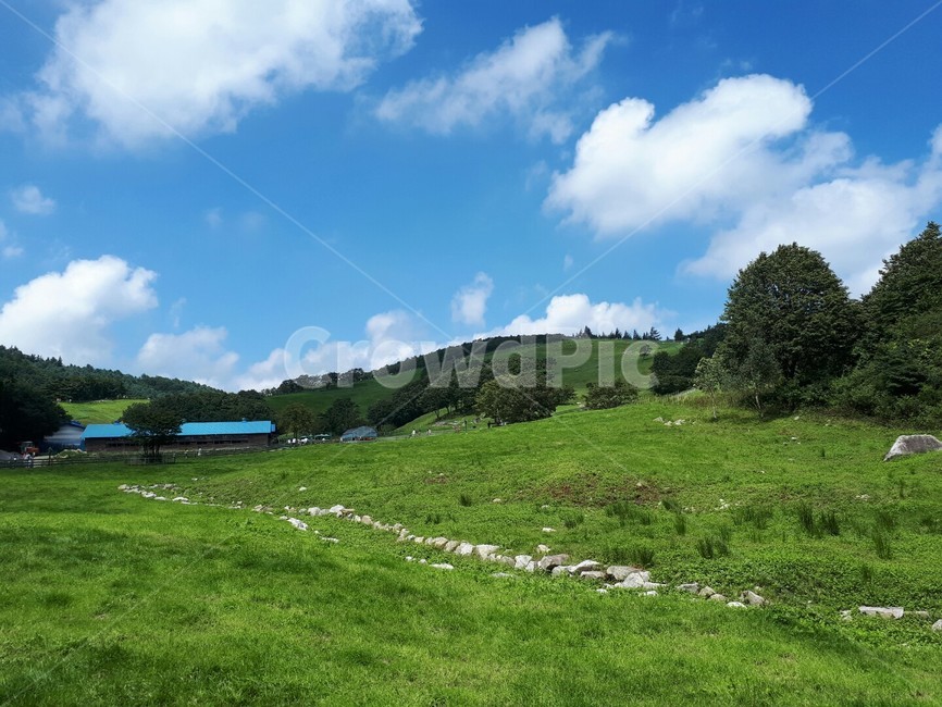 초원,들판,풀,하늘,숲,자연,풍경,nature,landscape,outdoors,옥외,field,들,grassland,목초지