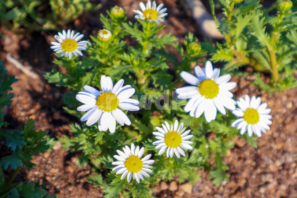 봄,spring,데이지,데이지꽃,daisy,꽃,blossom,flower,식물,plant