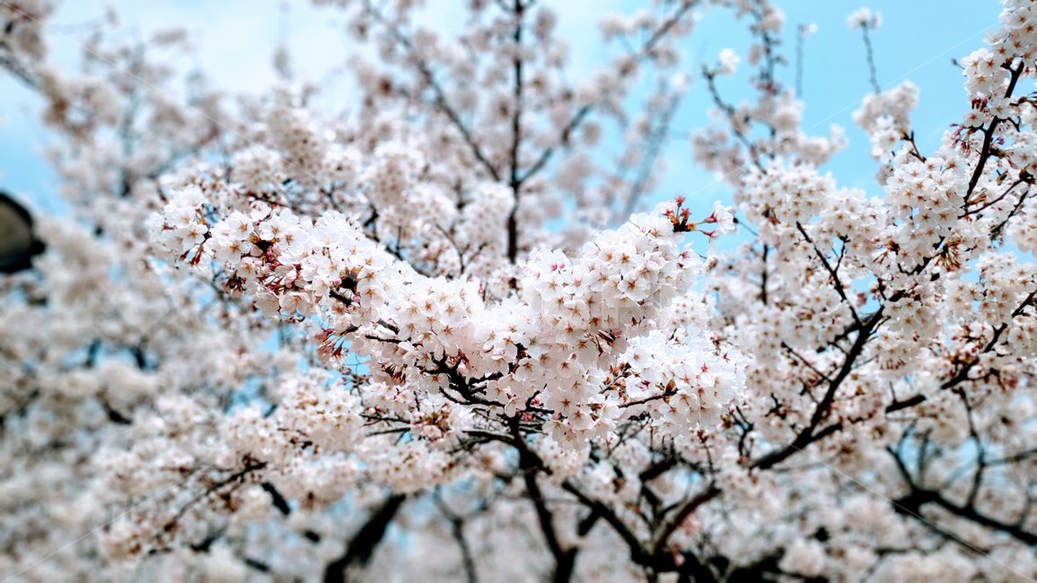 plant,식물,flower,꽃,blossom,cherryblossom,벚꽃,봄,계절,spring,season,식물,자연,plants,nature,꽃,flower,나무,trees,wood