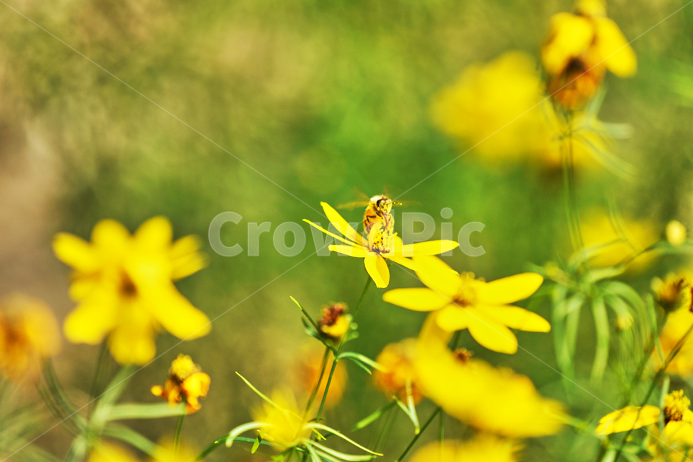 꽃,여름,식물,자연,나들이,꿀벌,벌,식물,자연,plants,nature,꽃,flower,동물,animal,곤충,벌레,insect,bug
