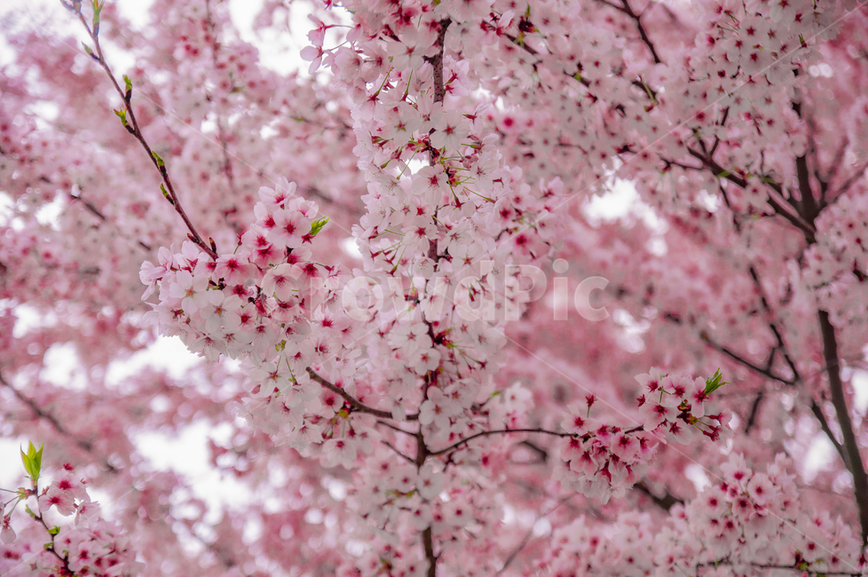 plant,식물,blossom,꽃,cherryblossom,벚꽃,분홍,식물,자연,plants,nature,꽃,flower