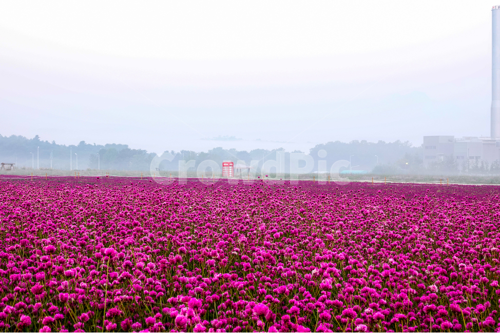 plant,식물,flower,꽃,천일홍,여름,아침,꽃밭
