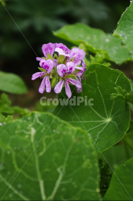 꽃,flower,계절,봄,spring,식물,plant,자연,nature,식물,자연,plants,nature,꽃,flower