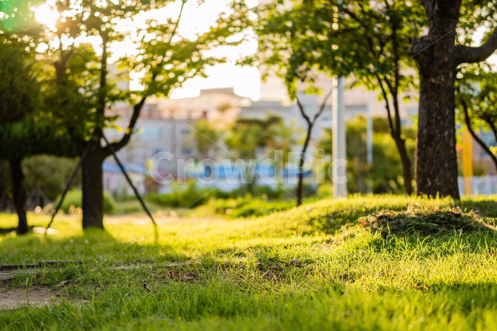 잔디밭,grass,정원,garden,도시숲,자연,풍경,nature,landscape,잔디,plant,식물,tree,나무