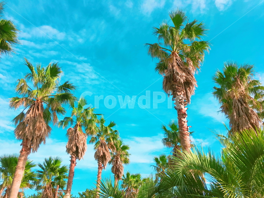 summer,palmtree,여름,arecaceae,야자수,plant,tree,tropical,나무,식물,자연,풍경,nature,landscape,식물,plants,나무,trees,wood