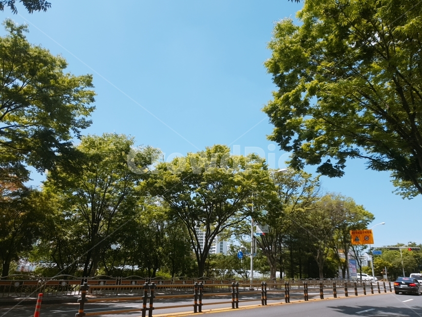 tree,나무,도로,배경,풍경,landscape,나뭇잎,leaf,초록잎,자연,풍경,nature,landscape,road,asphalt,아스팔트,plant,식물