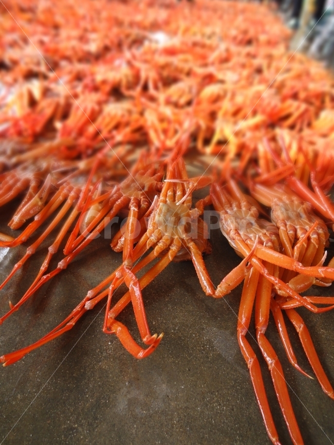 음식,시장,홍게,바다,붉은색,느낌,음식,식재료,요리,food,cook,meal,dishes,food reserves,수산물,해산물,fishery products,seafood