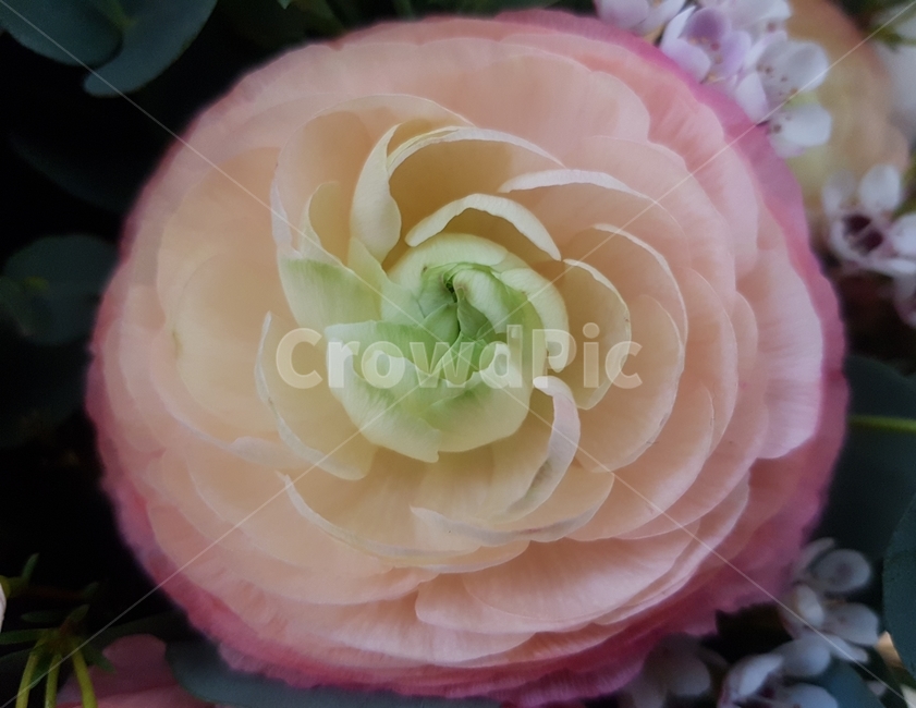 꽃,식물,동그라미,그라데이션,라넌큘러스,화모간,flower,plants,ranunculus,persianbuttercup,circle,gradation