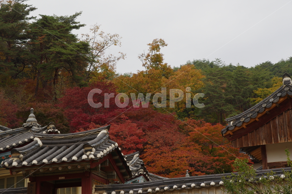도산서원,도산서원단풍,경북안동,안동,안동단풍,가을,계절,fall,autumn,season,한국전통,한국문화,korean traditional,korean culture